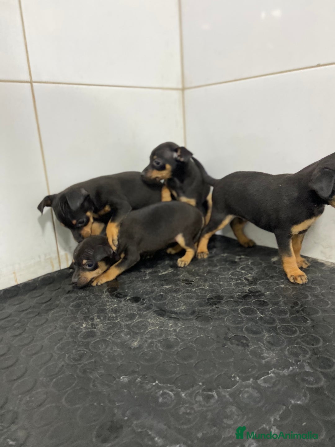 Pinscher Miniatura perros en venta: Cachorros mini Pinscher 500€ ¡PRECIO REAL! - Imagen 3