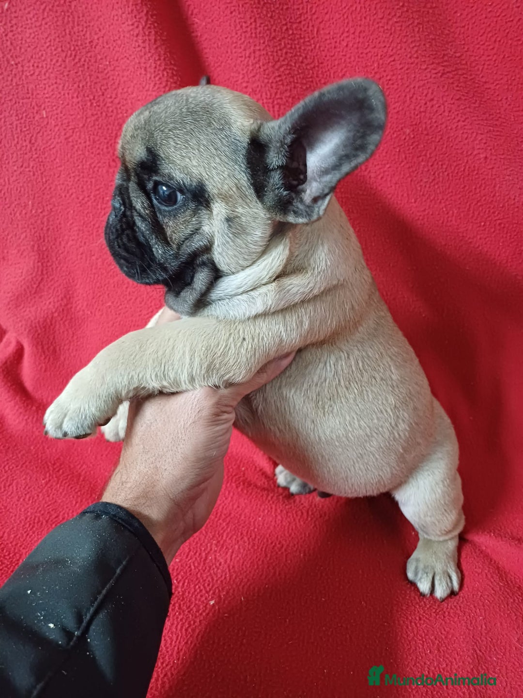 Bulldog Francés perros en venta: Bulldog Francés  - Anuncio 3