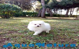 Pomerania perros en venta: Pomerania Hembra 1 de Grana y Pompom AQUANATURA - Imagen 6