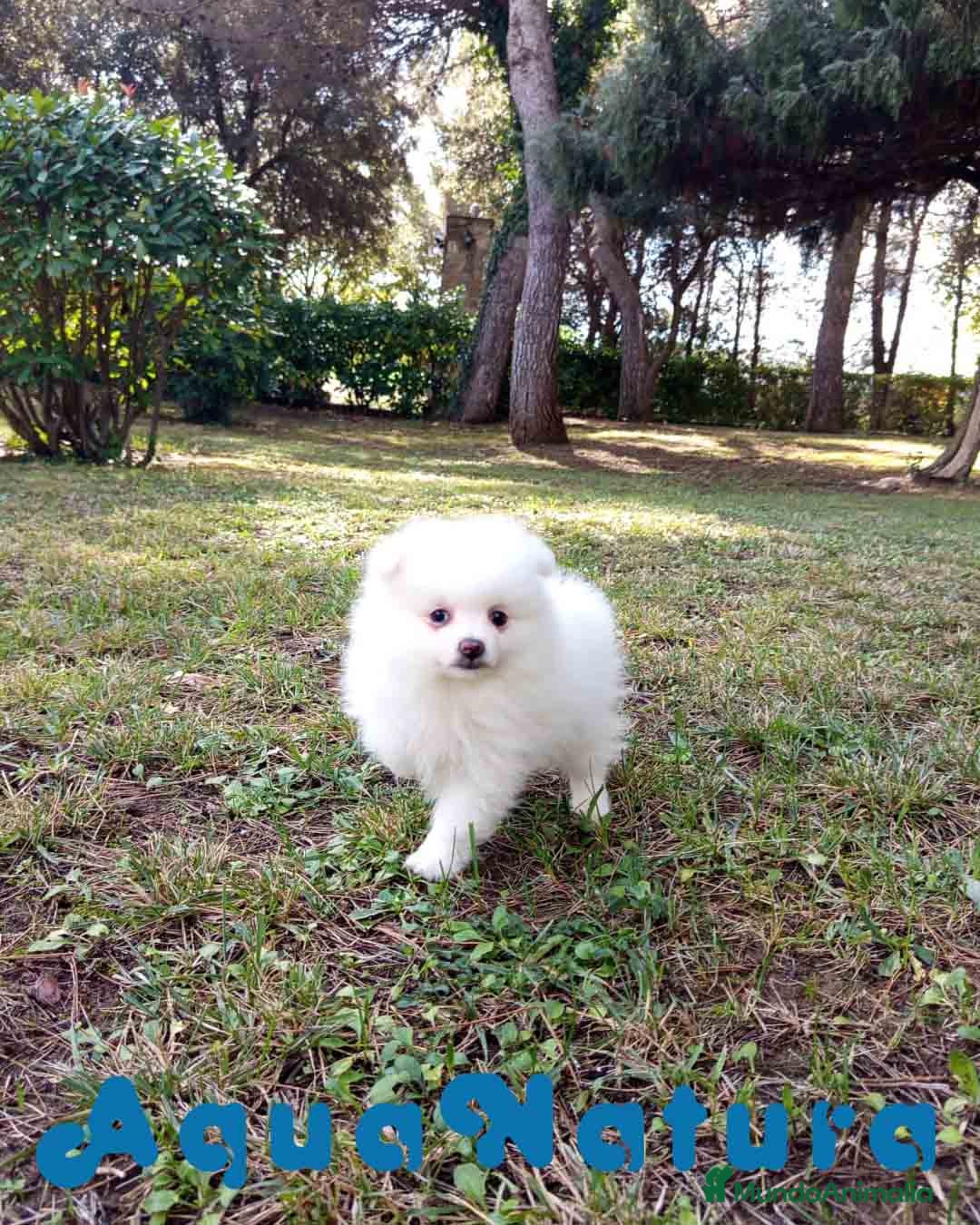 Pomerania perros en venta: Pomerania Hembra 1 de Grana y Pompom AQUANATURA - Imagen 6