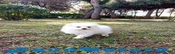 Pomerania perros en venta: Pomerania Hembra 1 de Grana y Pompom AQUANATURA - Anuncio 6