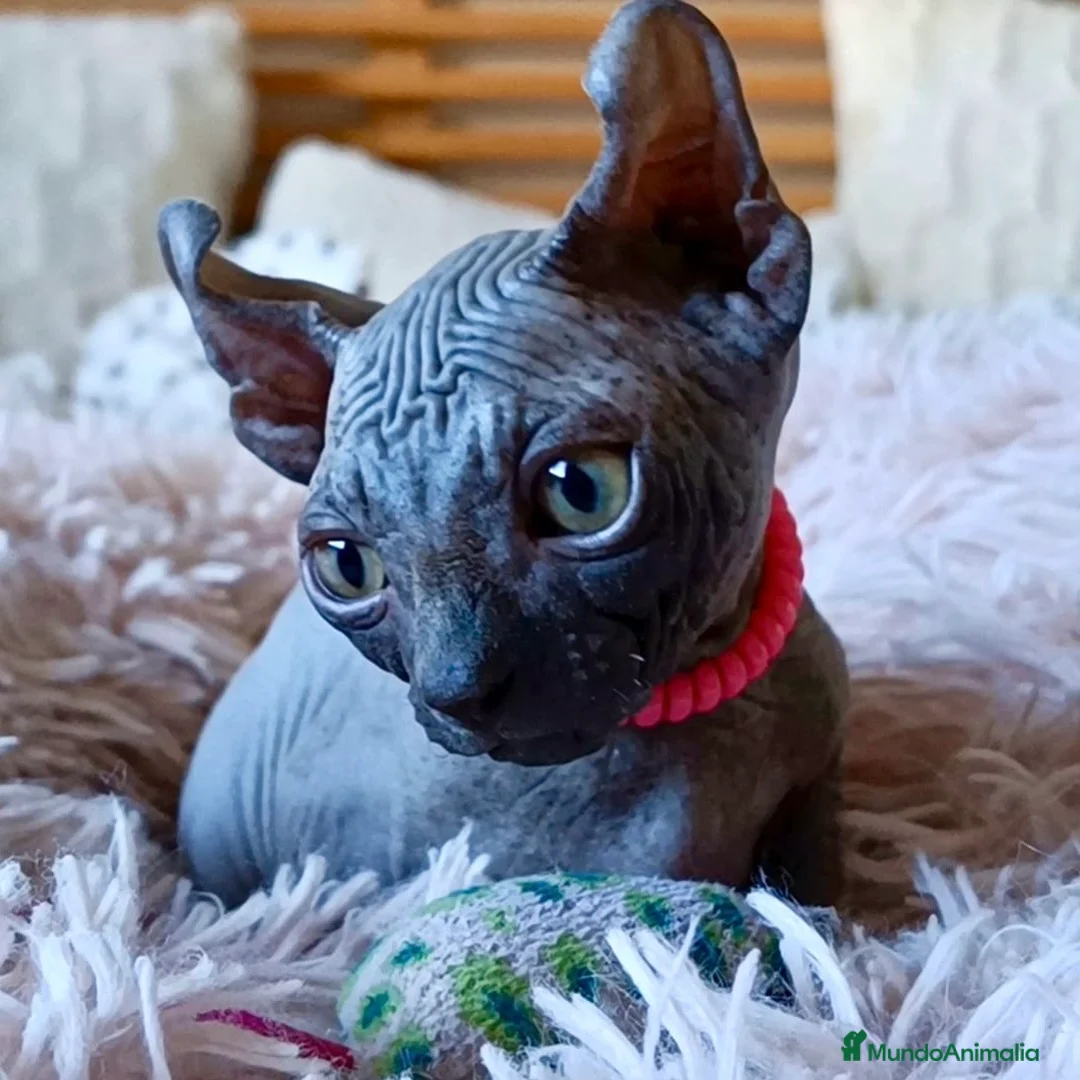 Sphynx gatos en venta: Sphynx Blue - Anuncio 2