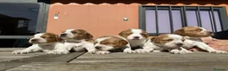 Caniche Enano perros en venta: VARIAS RAZAS en Barcelona - Anuncio 7