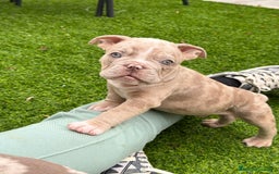 American Bully perros en venta: American bully bebés preciosos - Imagen 16