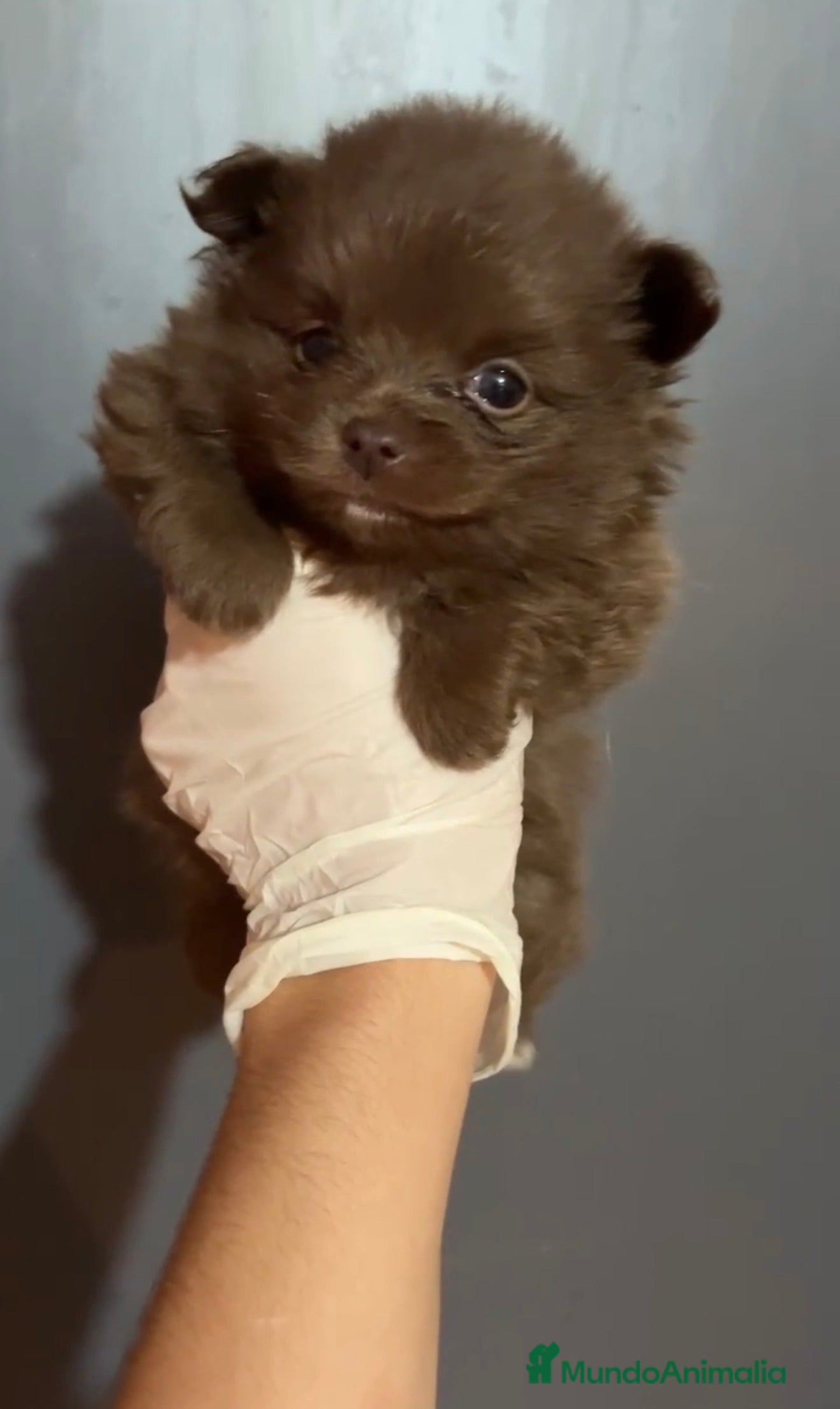 Pomerania perros Pomerania varios colores  - Anuncio 1