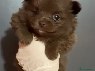 Pomerania perros Pomerania varios colores - Anuncio 1