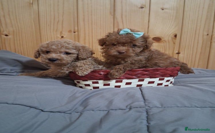 Caniche Toy perros - Anuncio 1
