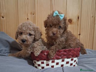 Caniche Toy perros Caniche toy 603574813 - Anuncio 1