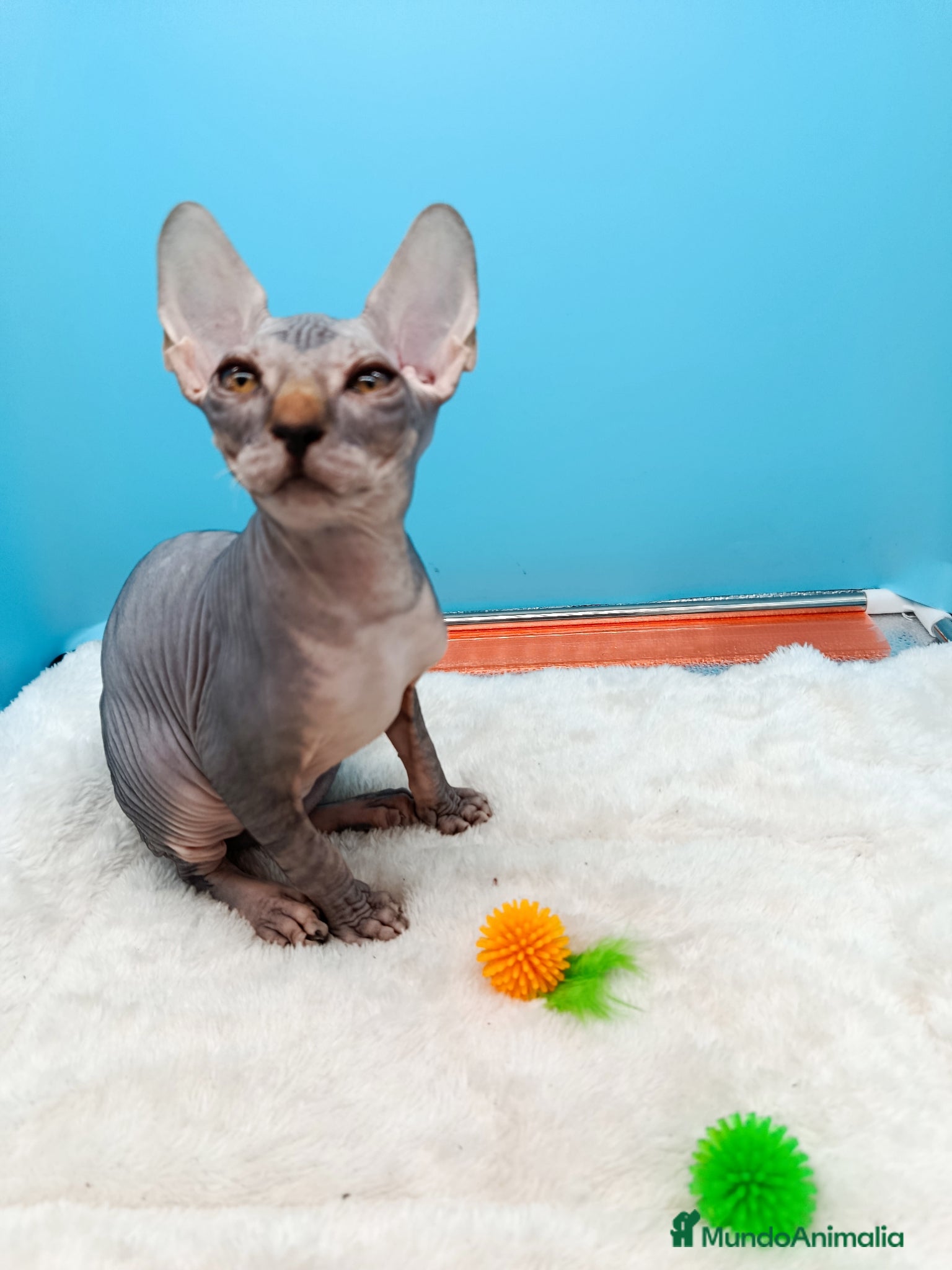 Sphynx gatos en venta: Parejita de Sphynx  - Anuncio 19