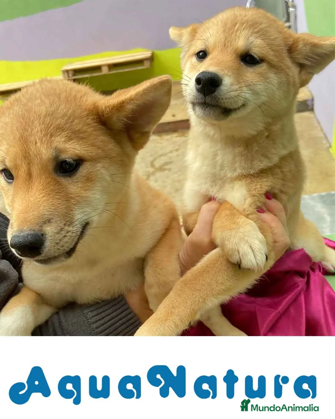 Shiba Inu perros en venta: Camada Shiba Inu de Mar - AQUANATURA en Barcelona - Anuncio 5