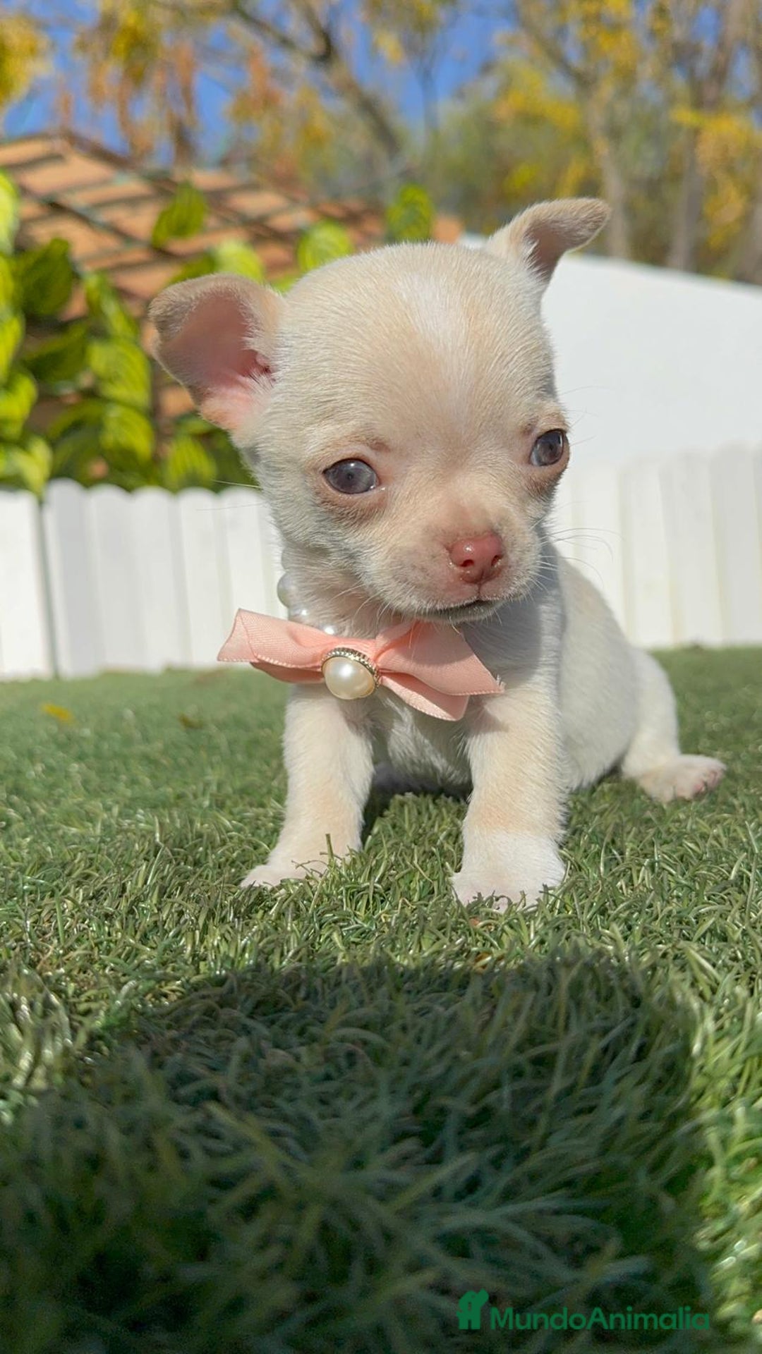 Chihuahua perros en venta: CHIHUAHUA HEMBRA - Anuncio 9