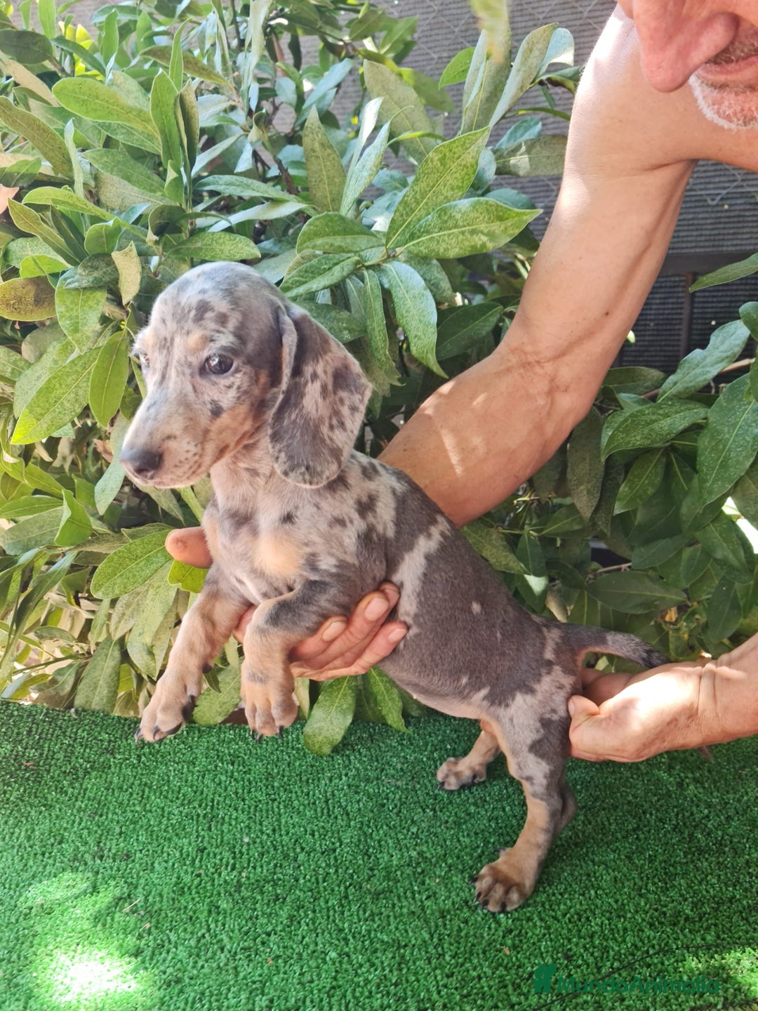 Teckel Miniatura perros en venta: Teckel arlequín mini - Imagen 2