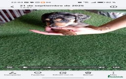 Teckel perros en venta: 🌟Tekel Arlequín y Negros fuego🌟 - Imagen 7