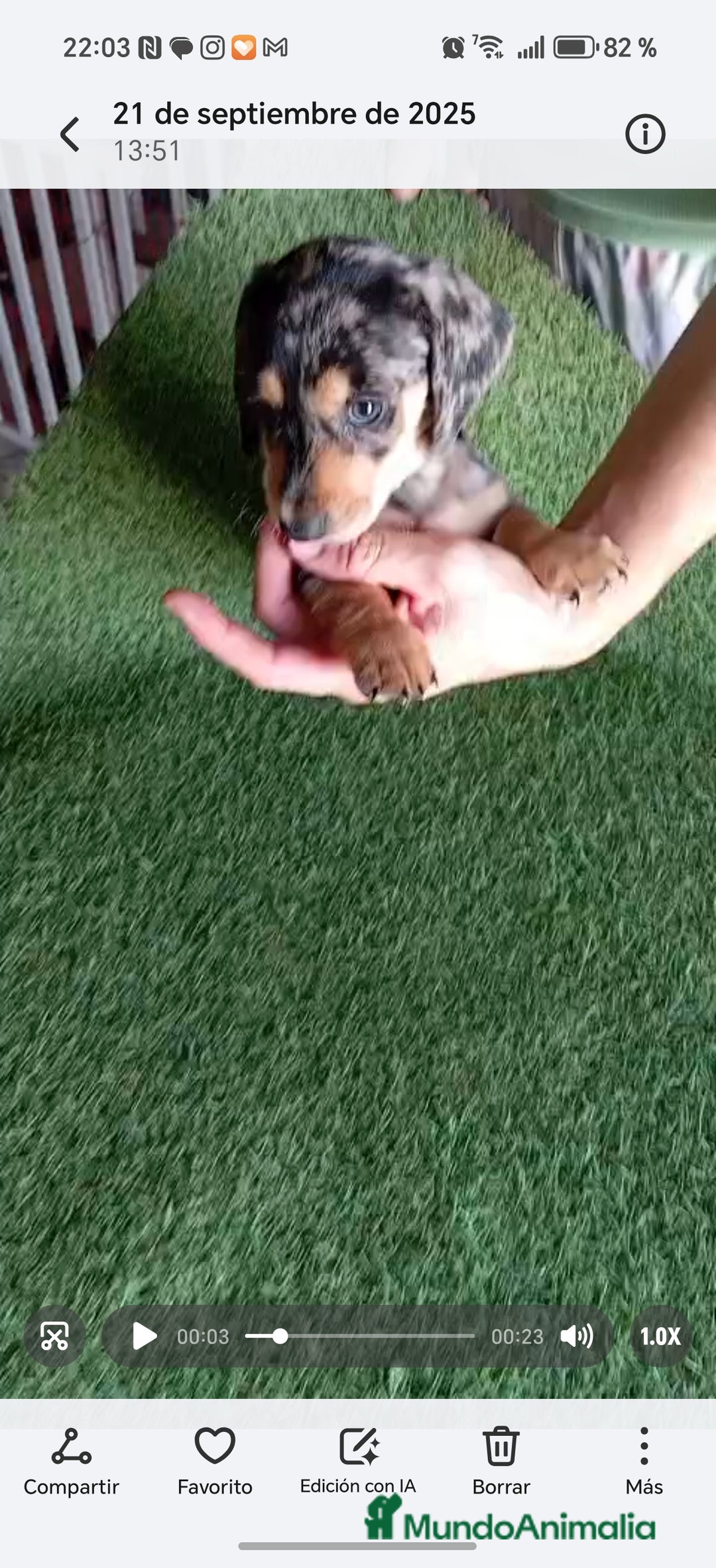 Teckel perros en venta: 🌟Tekel Arlequín y Negros fuego🌟 - Imagen 7
