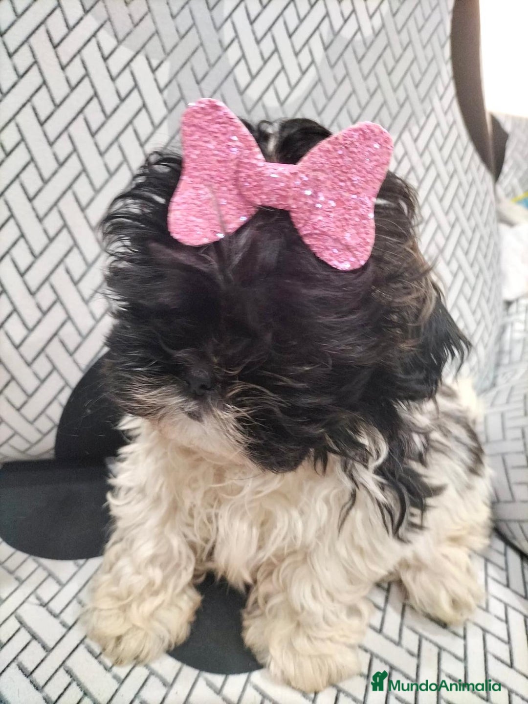 Shih Tzu perros en venta: Shih tzu macho y hembra disponible!! - Anuncio 6