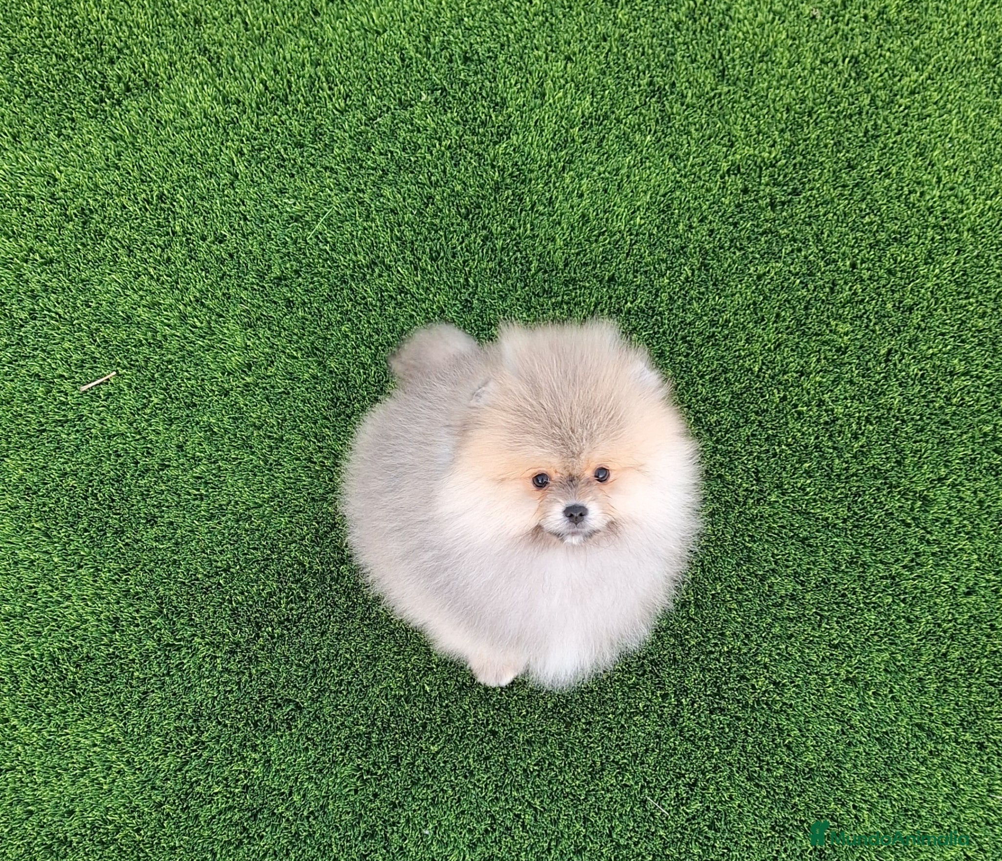 Pomerania perros Excelente machito pomerania. - Anuncio 1