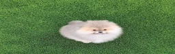 Pomerania perros en venta: Excelente machito pomerania. en Murcia - Anuncio 1