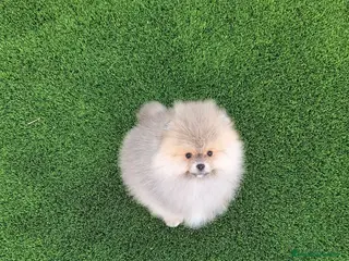 Pomerania perros Excelente machito pomerania. - Anuncio 1