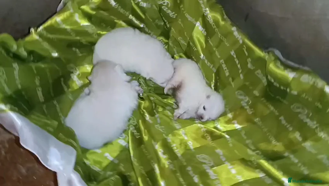 Pomerania perros en venta: POMERANIA MACHO Y HEMBRAS - Anuncio 2