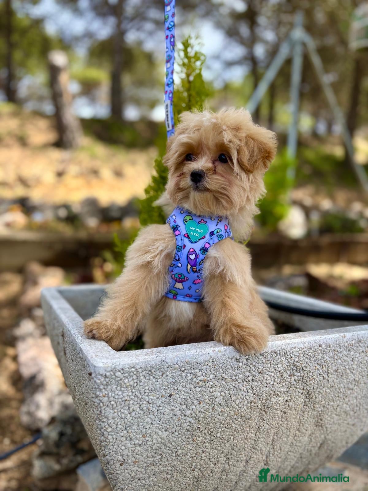 Maltipoo perros Maltipoo Macho de tres meses !!! - Anuncio 2
