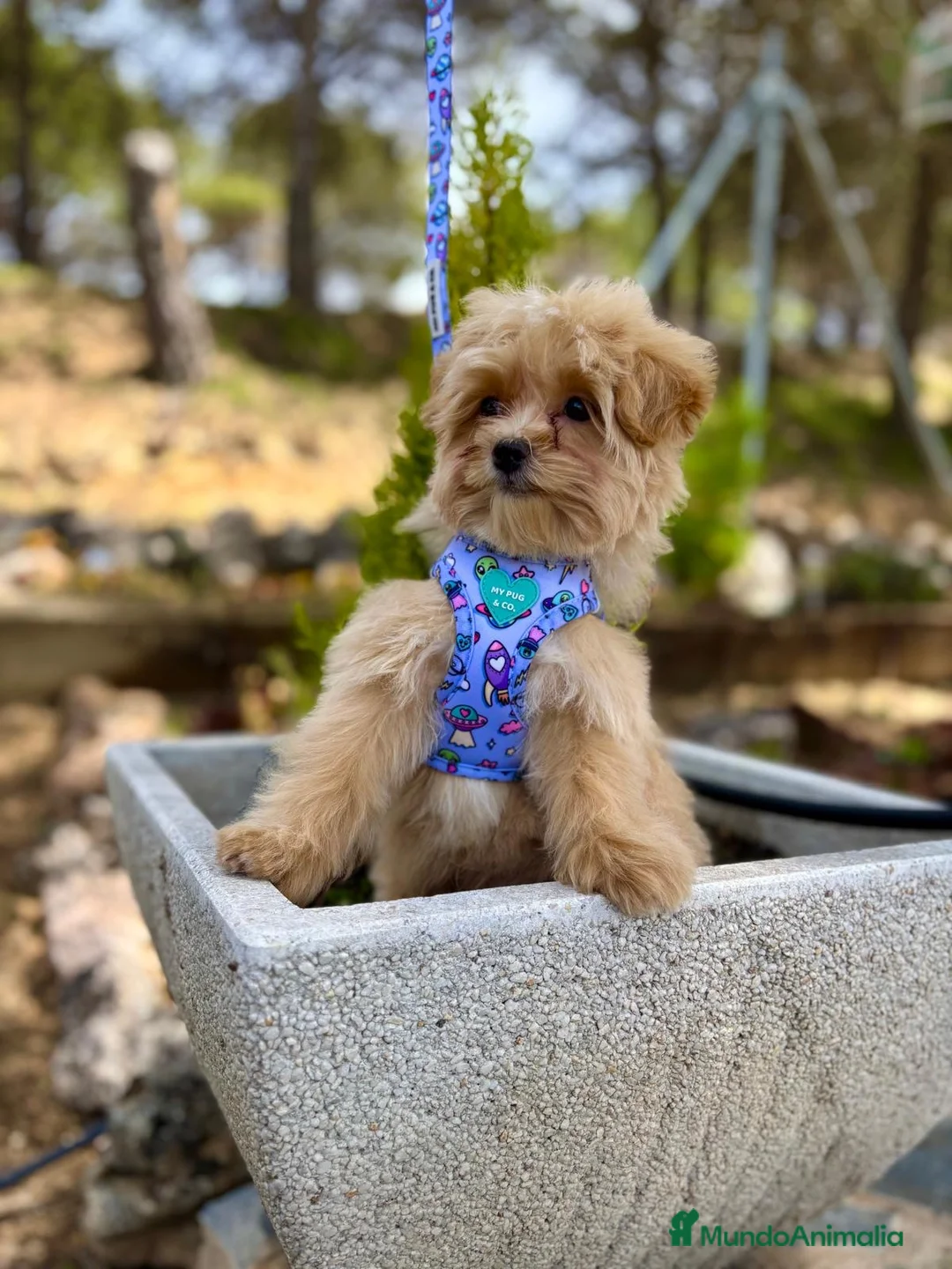 Maltipoo perros en venta: Maltipoo Macho de tres meses !!! - Anuncio 1