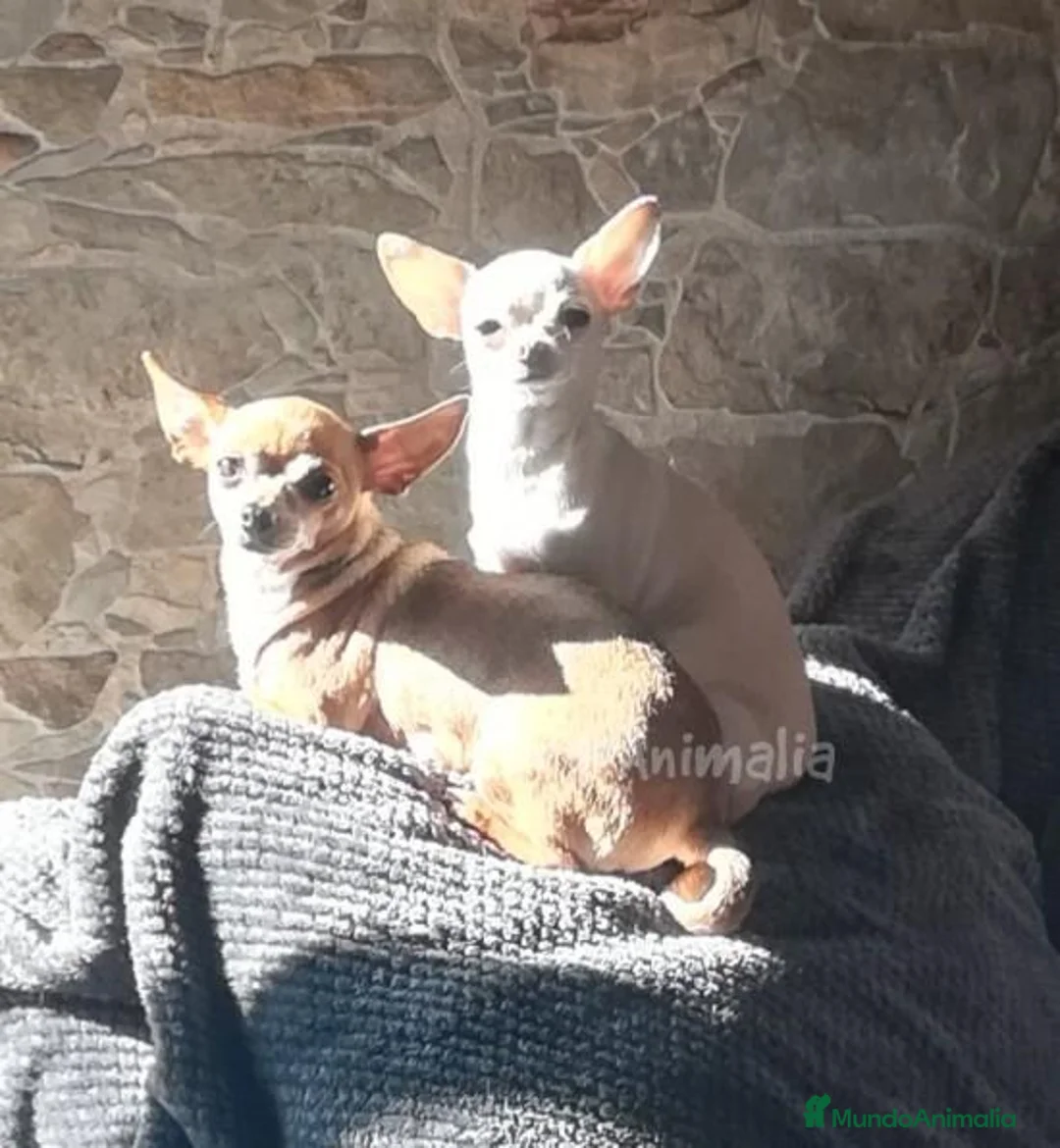 Imagen de galería {{count}}