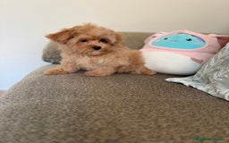 Maltipoo perros en venta: Maltipoo  - Imagen 5