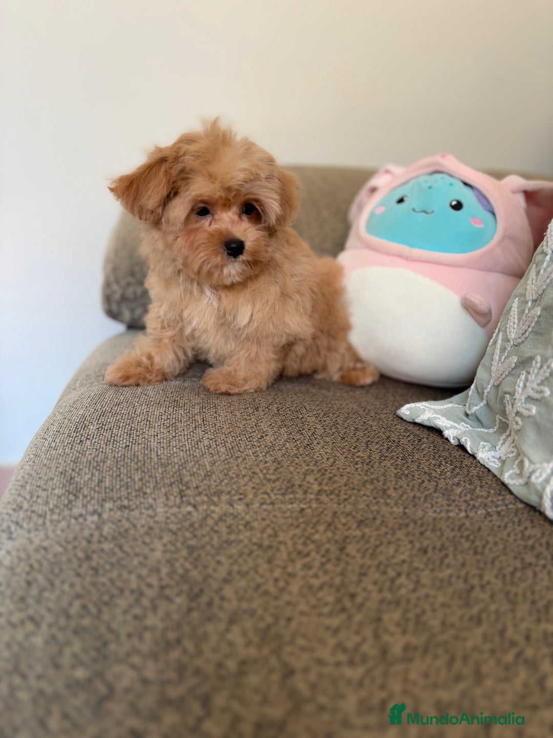 Maltipoo perros en venta: Maltipoo  - Imagen 5