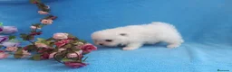 Pomerania perros en venta: PRECIOSO CACHORITO DE POMERANIA TOY  - Anuncio 20