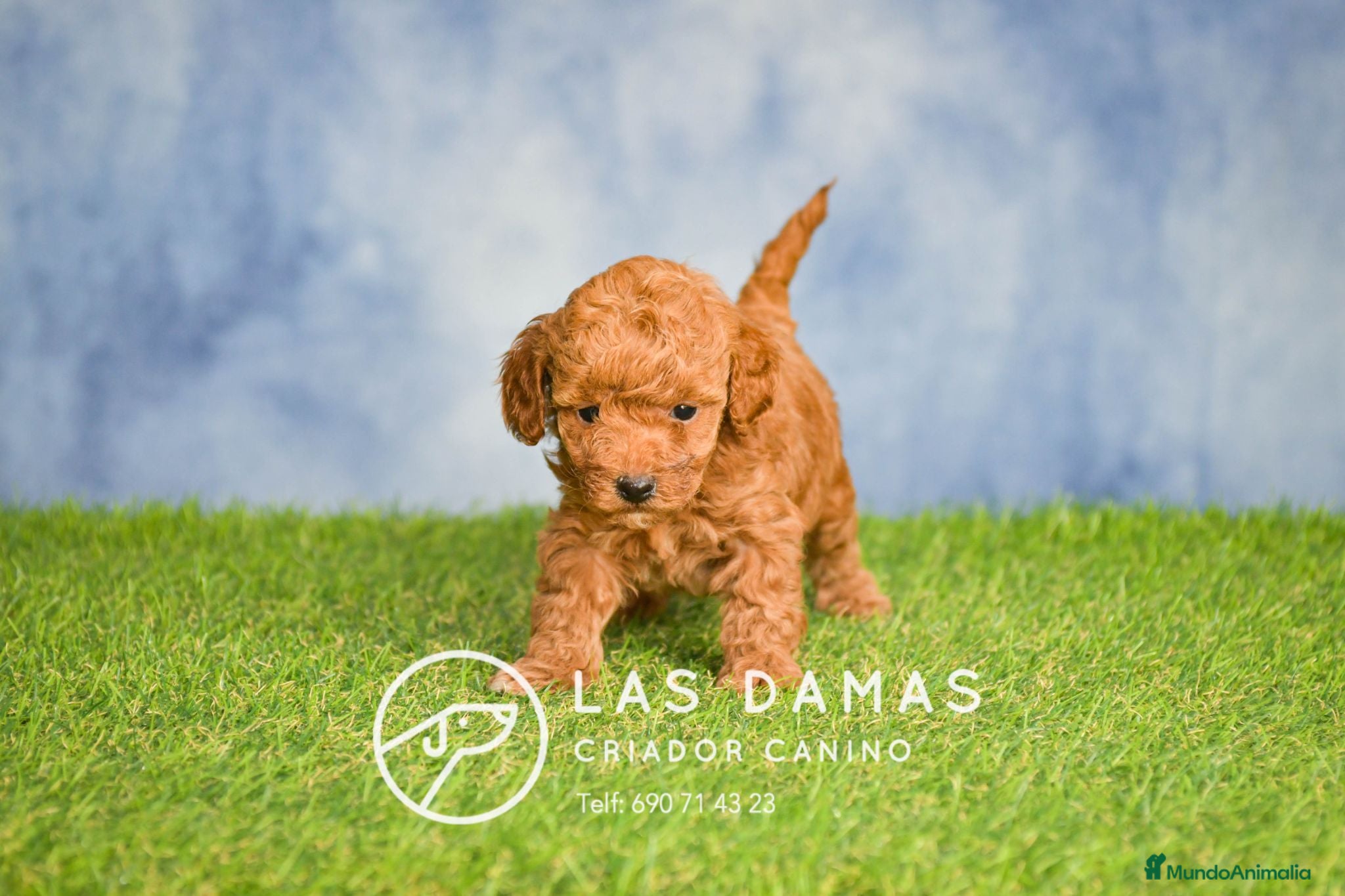 Caniche Toy perros Cachorros de Caniche - Anuncio 3