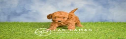 Caniche Toy perros en venta: Cachorros de Caniche - Anuncio 1
