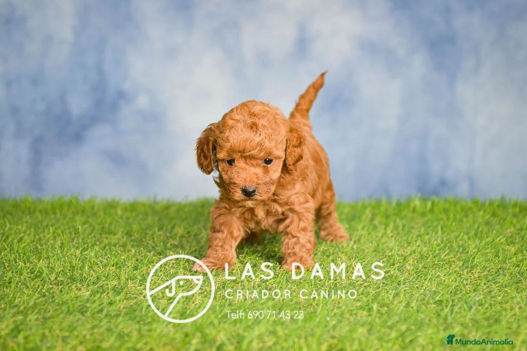 Caniche Toy perros en venta: Cachorros de Caniche - Anuncio 1
