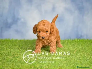 Caniche Toy perros Cachorros de Caniche - Anuncio 1