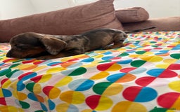 Teckel perros en venta: Teckel kaninchen  - Imagen 1