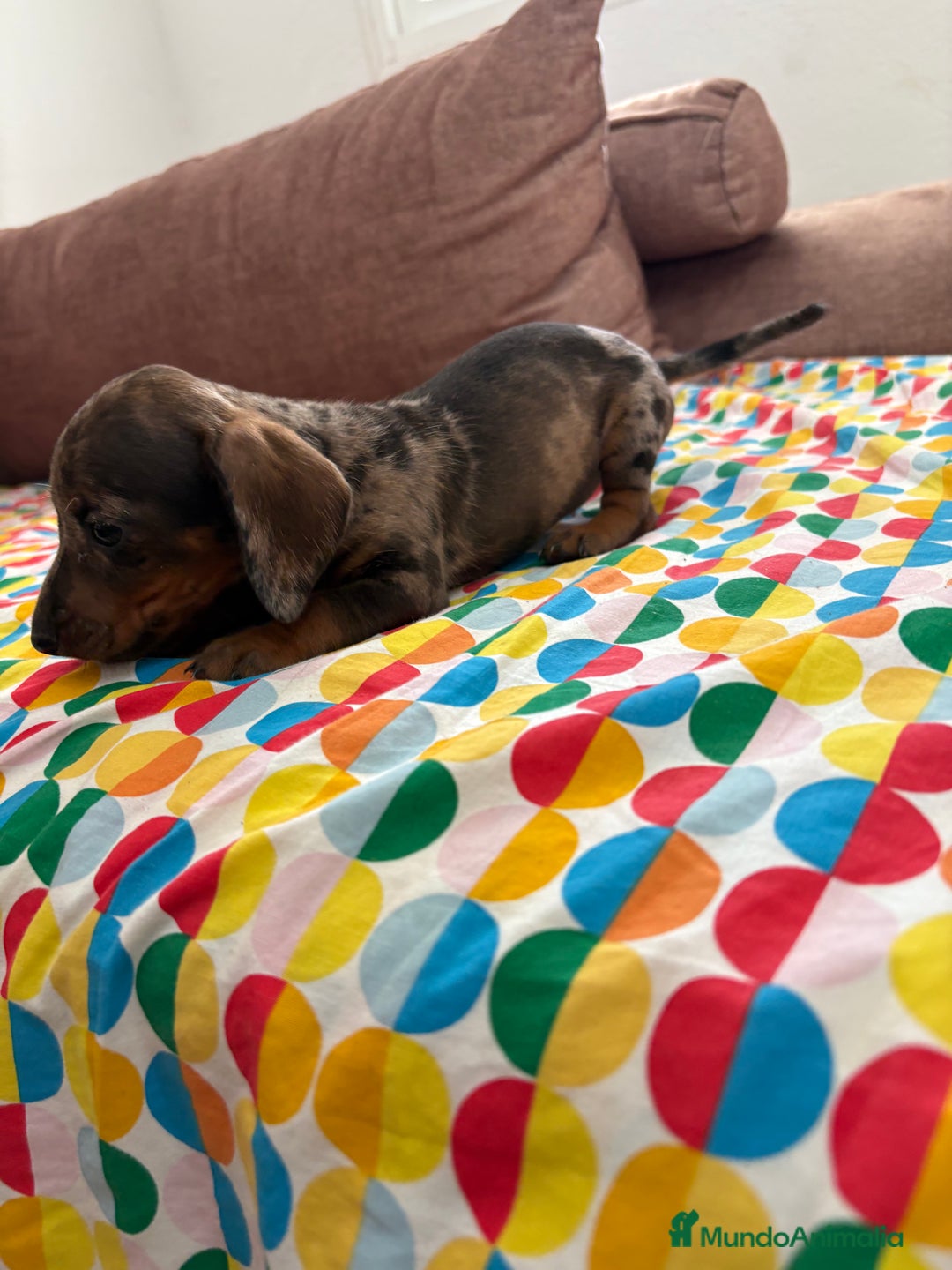 Teckel perros en venta: Teckel kaninchen  - Imagen 1