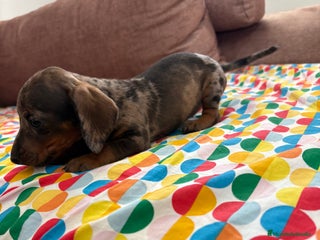 Teckel perros - Anuncio 34