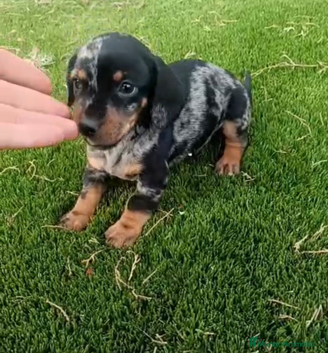 Teckel perros Teckel macho arlequín  - Anuncio 2