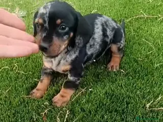 Teckel perros Teckel macho arlequín - Anuncio 2