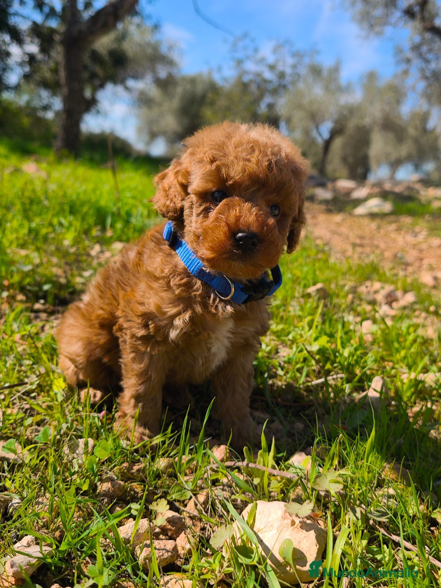 Caniche Toy perros en venta: Cachorros caniches toys rojos - Anuncio 1