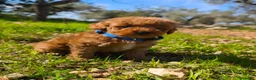 Caniche Toy perros en venta: Cachorros caniches toys rojos - Anuncio 1