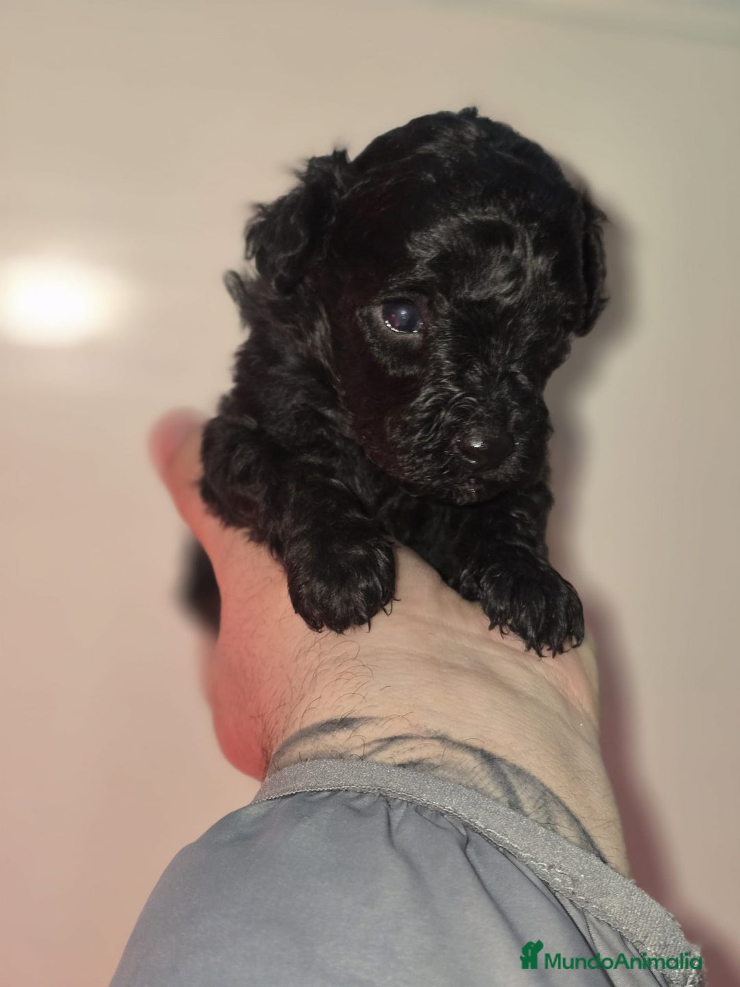 Caniche Toy perros en venta: Caniche toy en venta sevilla - Anuncio 3