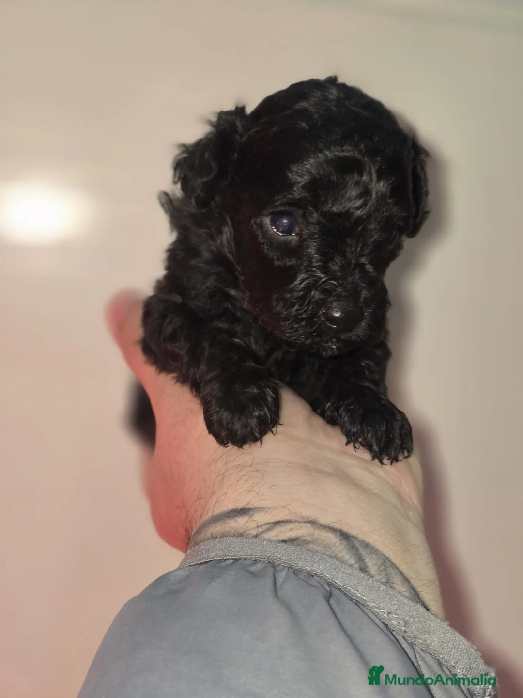 Caniche Toy perros en venta: Caniche toy en venta sevilla - Anuncio 3