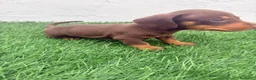 Teckel Miniatura perros en venta: Teckel Miniatura - Anuncio 10