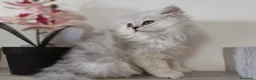 Persa gatos en venta: Persas chinchilla  - Anuncio 11