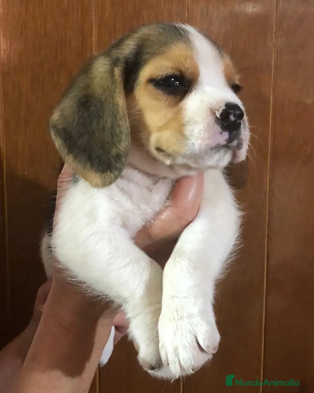 Beagle perros en venta: cachorrillos beagle preciosos !!! - Anuncio 1