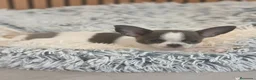Chihuahua perros en venta: Chihuahua Toy Machitos  - Anuncio 9
