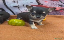 Chihuahua perros en venta: Chihuahua pelo corto hembra y macho disponible!! - Imagen 2