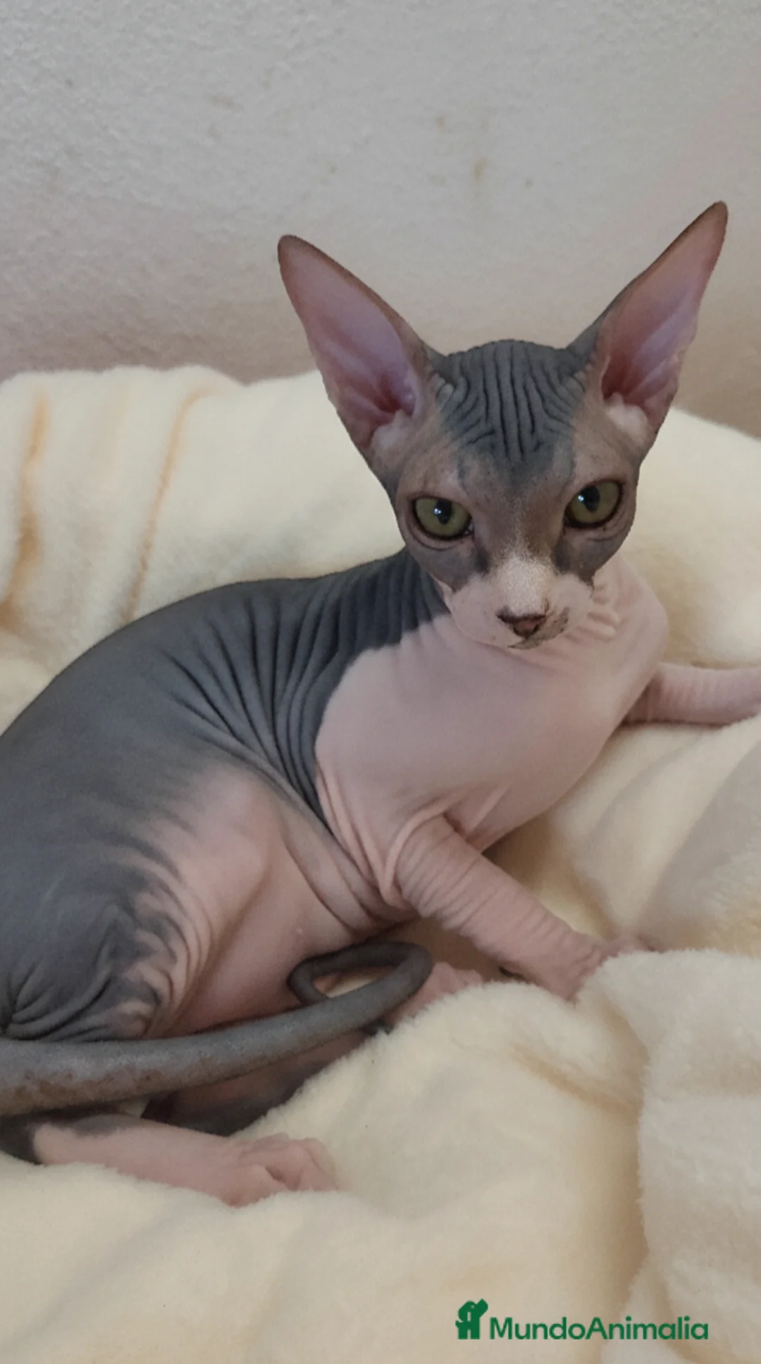 Sphynx gatos en venta: Precioso machito bicolor tabby  - Anuncio 8