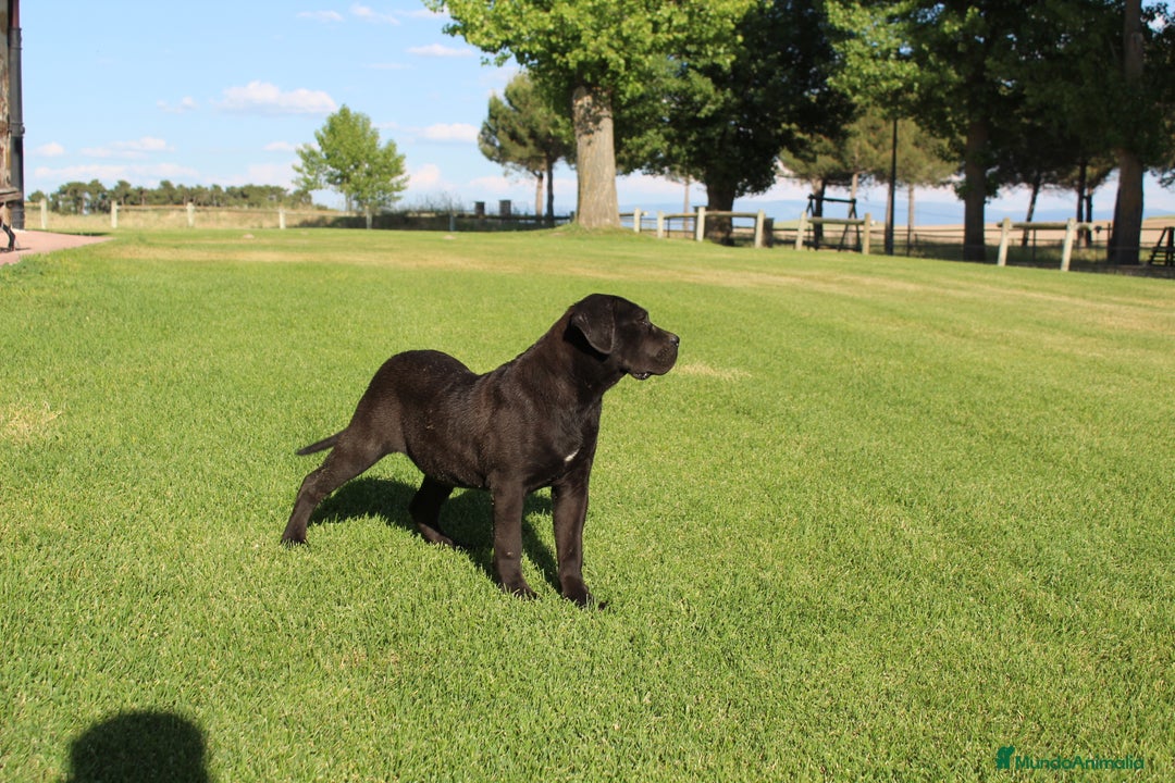 Cane Corso perros en venta: Cachorros Cane Corso disponibles en Segovia  - Imagen 18