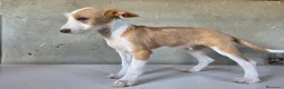 Podenco Andaluz perros en venta: Podenco andaluz de pelo duro - Anuncio 4